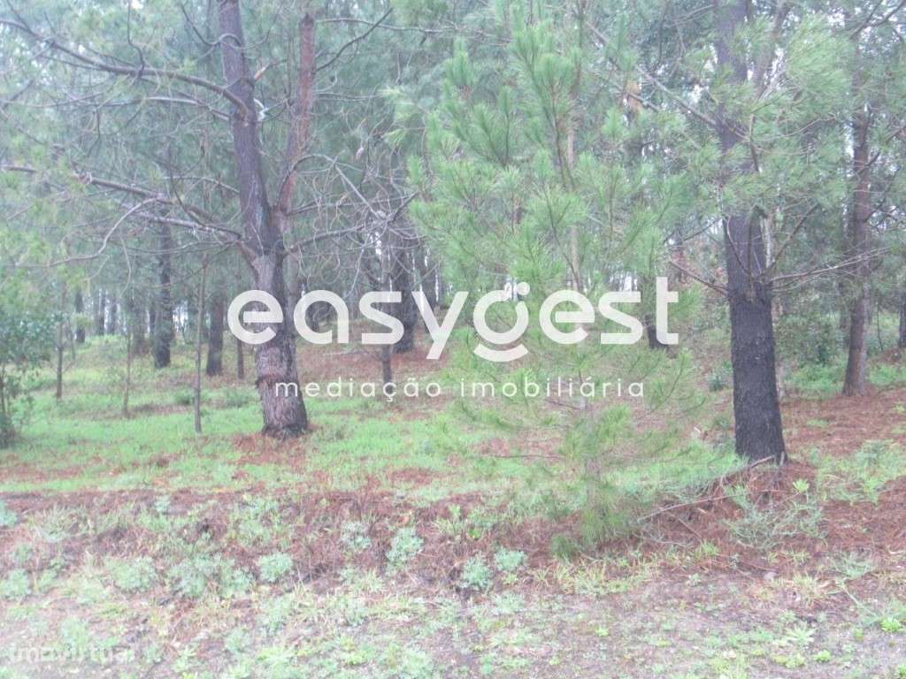 Terreno em Zona Florestal - Grande imagem: 4/5