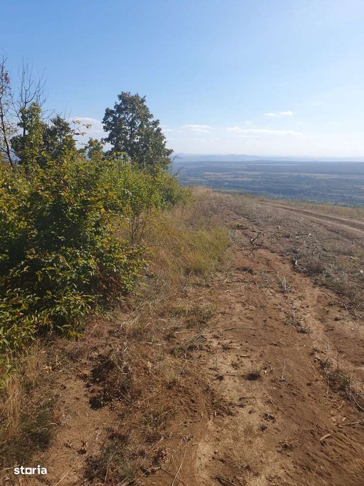 Padure de vanzare in judetul Alba - Imagine principală: 4/13