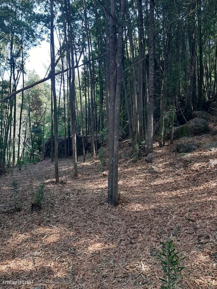 Vende quinta Termas São Vicente Penafiel-23