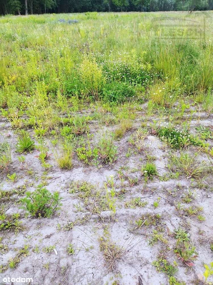 Atrakcyjna działka budowlana Rusiec 1000m2 - Pełny obrazek: 4/6