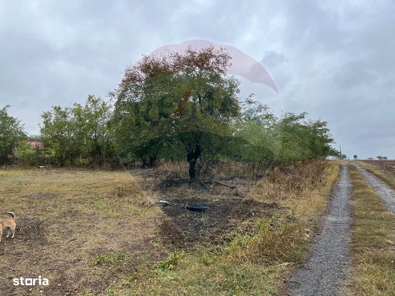 Teren intravilan 1700 mp de vanzare Polcesti  Strada Crangului - Imagine principală: 5/10