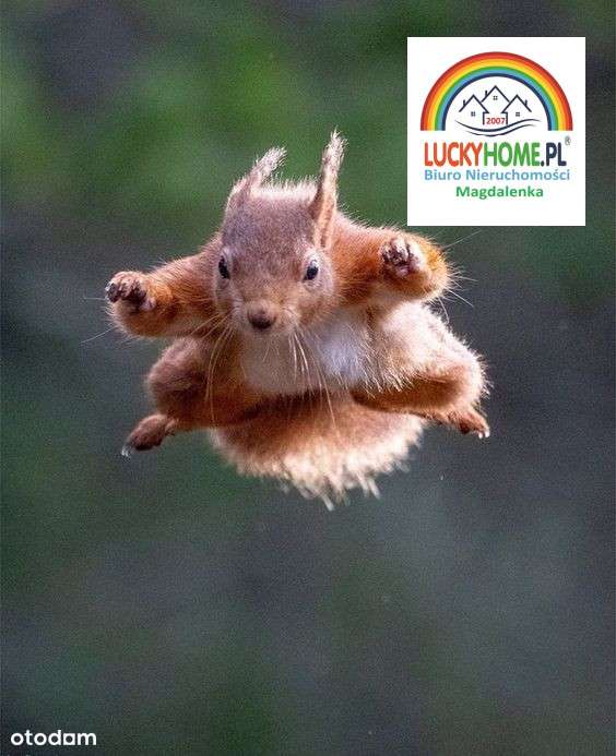 Unikatowa w Magdalence  pod dwulokalowy z usługami - Pełny obrazek: 4/14