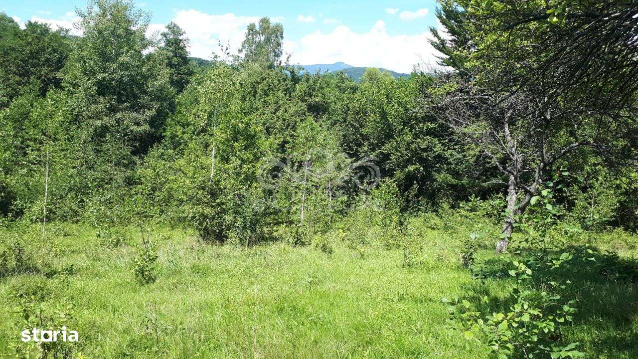 Teren cu livada de vanzare in Albesti de Muscel - Imagine principală: 2/19