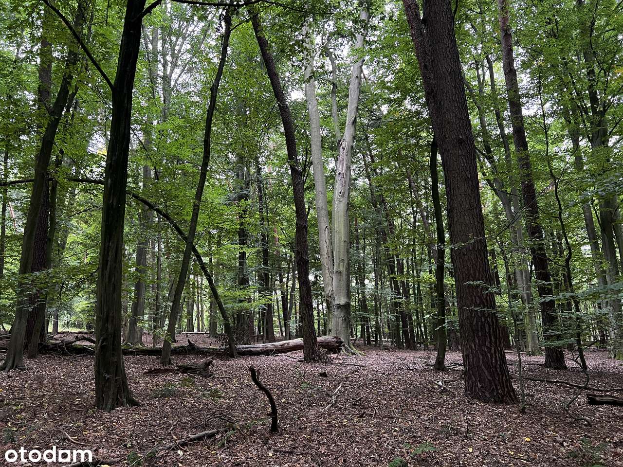 1h grunt pod zabudowę rezydencjonalną Wielkopolski Park Narodowy-14