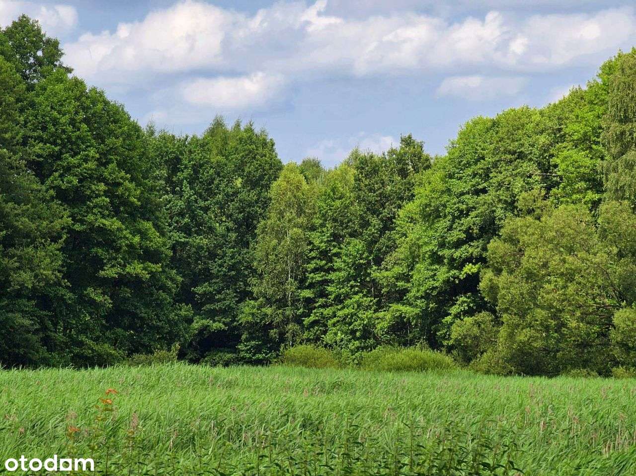 Duża działka budowlano-rolna z potencjałem-10