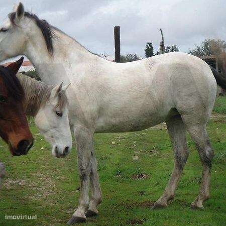 Herdade da Lameira - Country Hotel, Alter Chão, Alentejo, Portalegre,-34