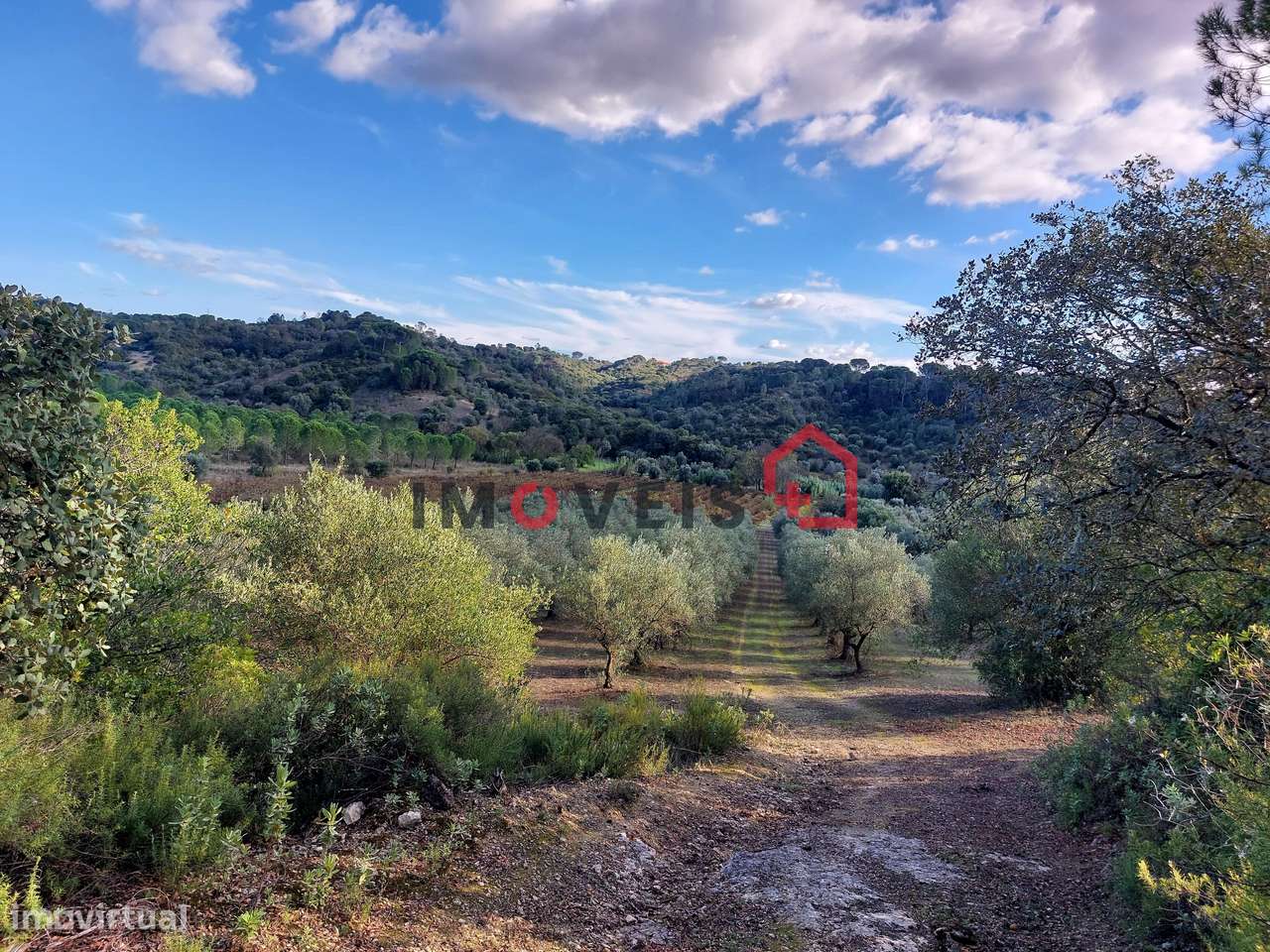 TERRENO COM OLIVEIRAS E VINHA, VINTE MIL METROS QUADRADOS! - Grande imagem: 5/8