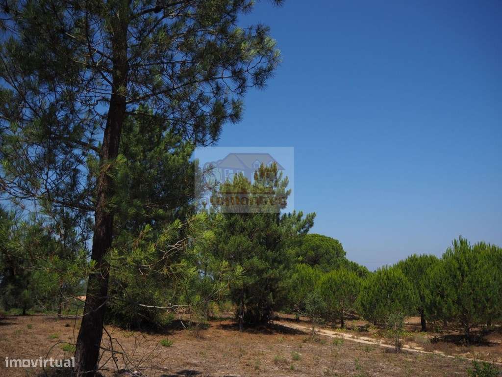 Terreno com pinheiros a 5 minutos da aldeia de Melides e a 10 minut... - Grande imagem: 5/8