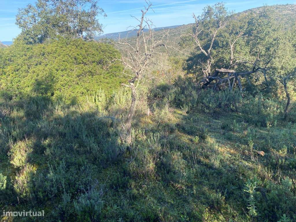 Lote de terreno rústico situado em zona muito tranquila, Boliqueime... - Grande imagem: 3/12