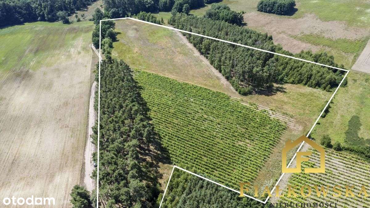 Działka rolna z istniejącą winnicą - Łaz-4