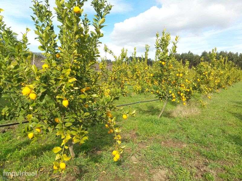 Pomar em produção - Grande imagem: 5/12