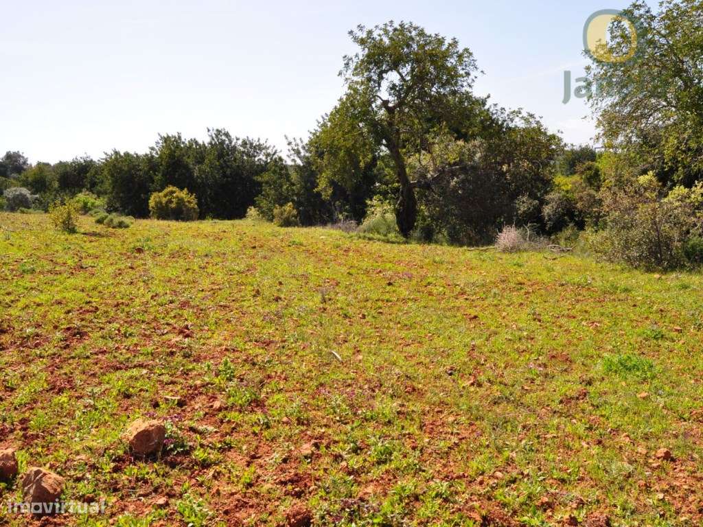 Terreno Rústico Venda Loulé - Grande imagem: 3/3