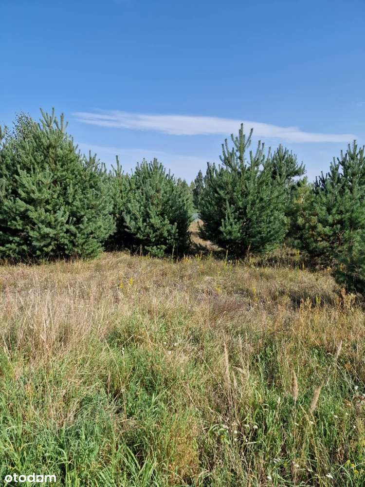 Działka 1,28ha Stefanówka - Blisko S7 i Warszawy-3