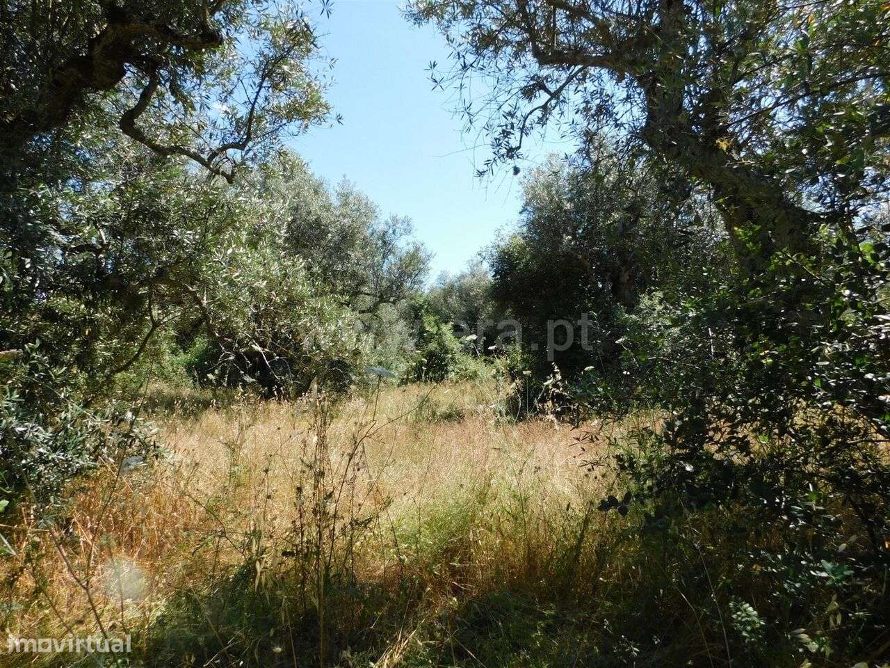 Terreno Rústico / Fundão, Capinha - Grande imagem: 2/2