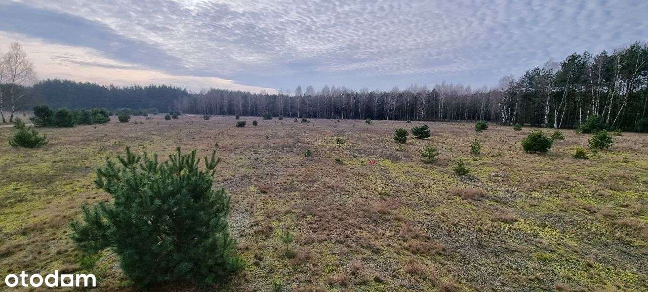 17 działek Rynarzewo ul. Wybudowanie las, spokój, cisza-9