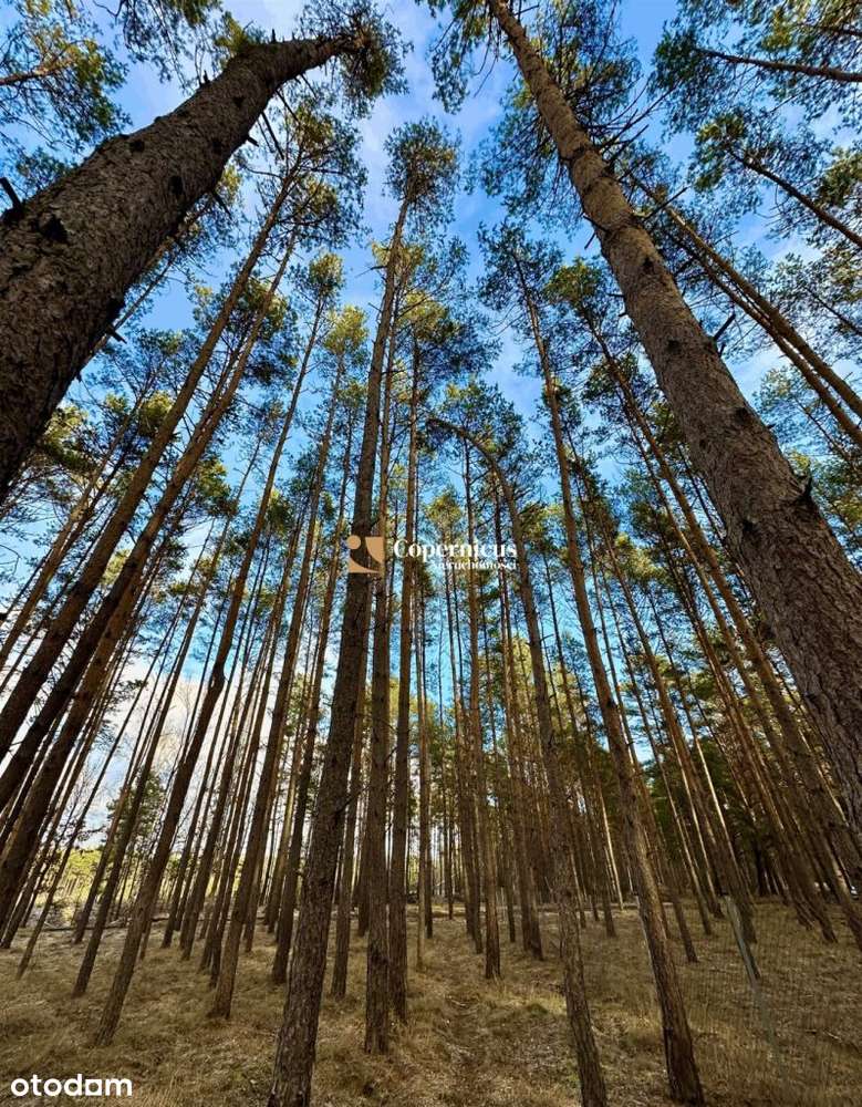 działka pokryta lasem + w otoczeniu lasu - Pełny obrazek: 5/13