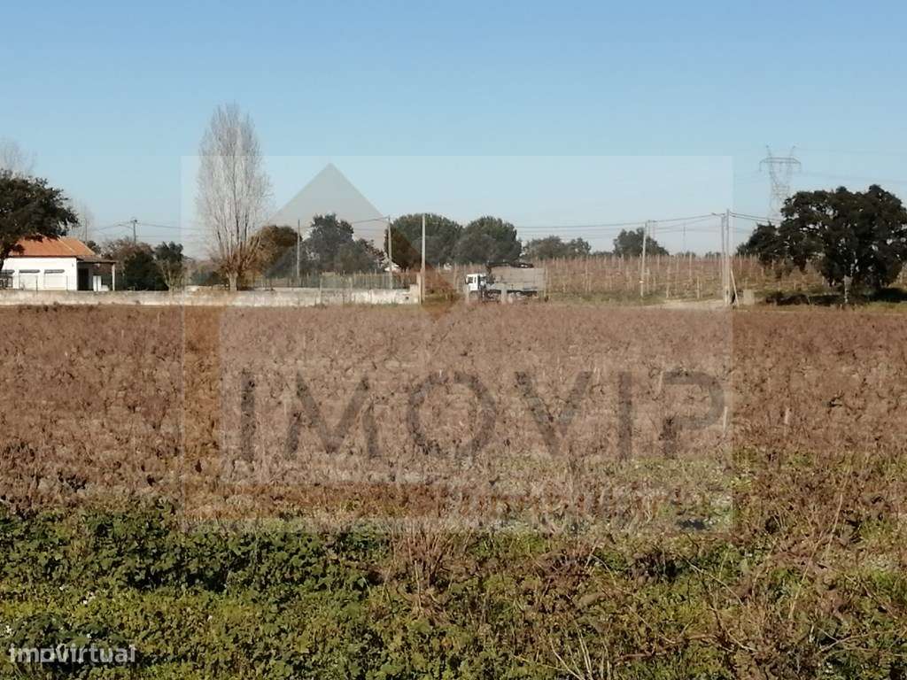 Terreno com vinha de casta Castelão certificada - Grande imagem: 4/9