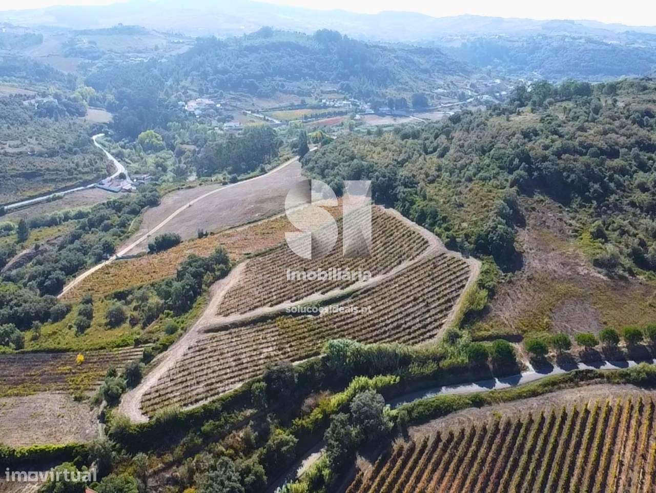 Terreno com Vinha Ativa - Grande imagem: 5/9