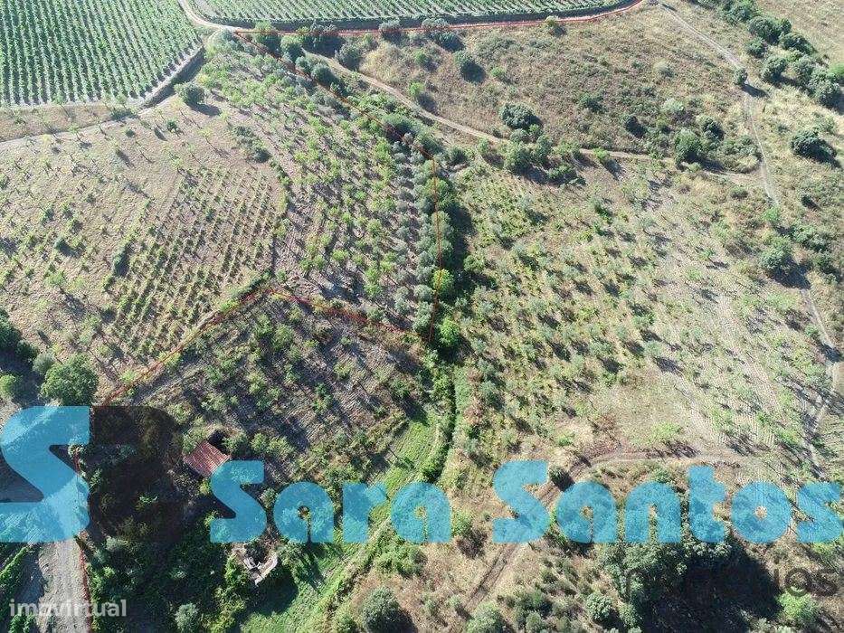 Terreno Região Demarcada do Douro. Com uma área de 32 hectares-Frei... - Grande imagem: 5/16