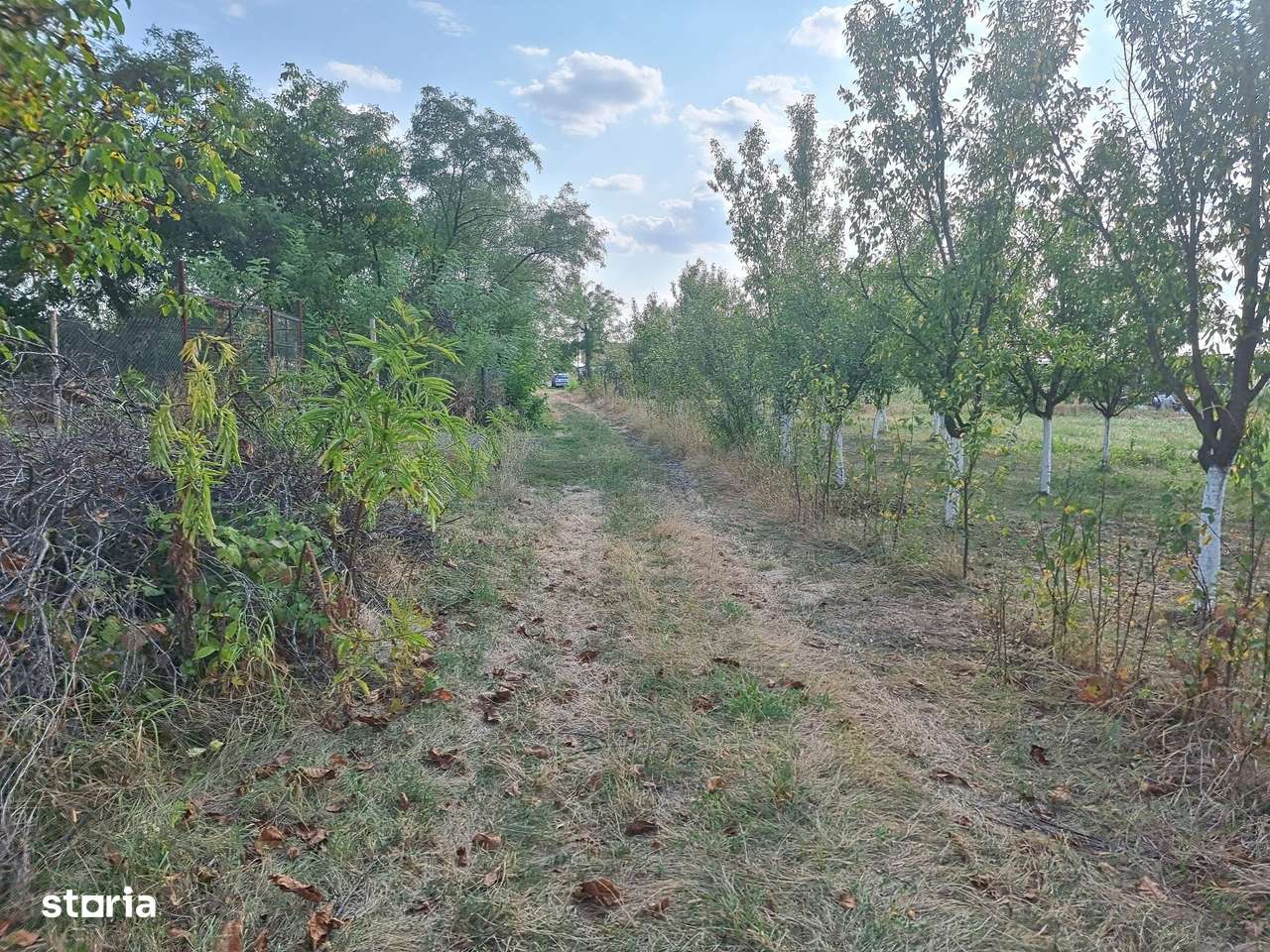 Casa in Dimoiu - Ulmi-14