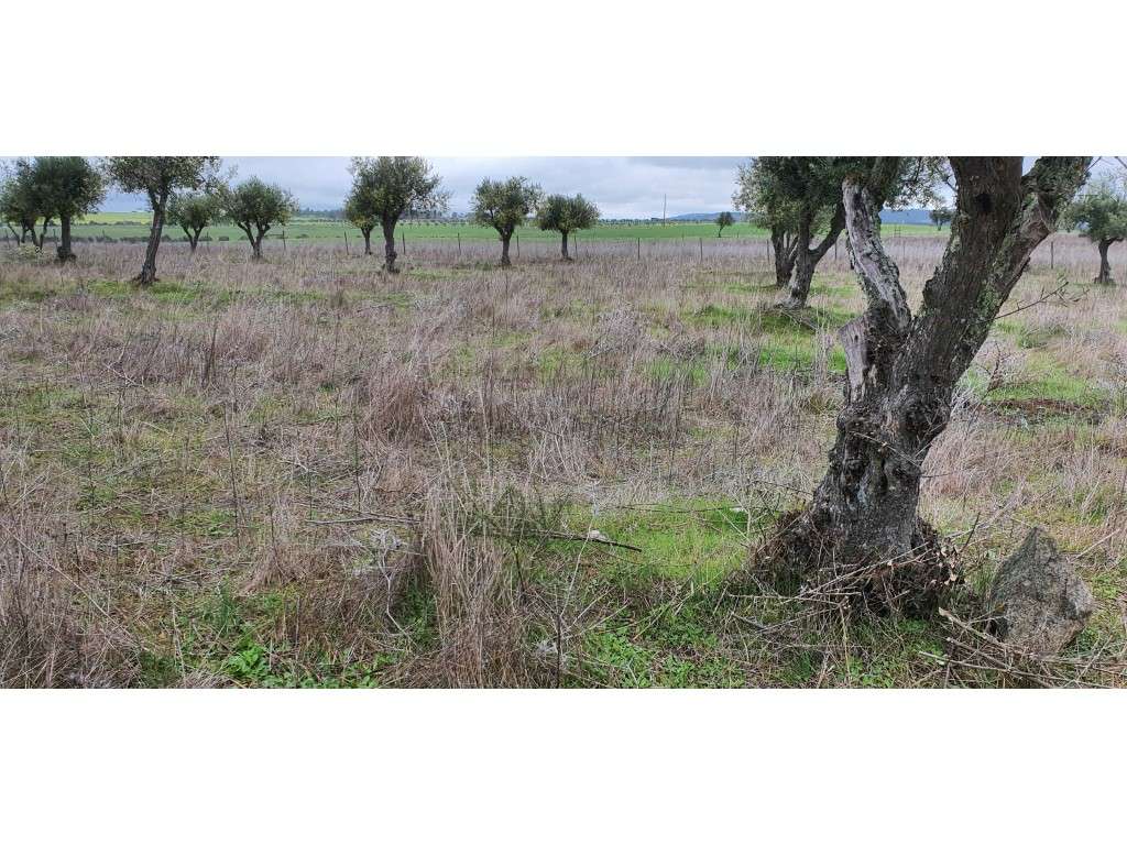 Terreno rústico com 22.250 m2 em Alter do Chão - Grande imagem: 5/16
