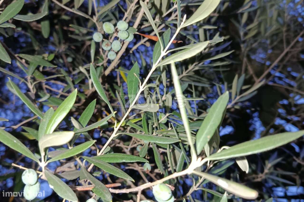 Terreno com casinha agrícola em Vila Verde, Braga - Grande imagem: 5/12