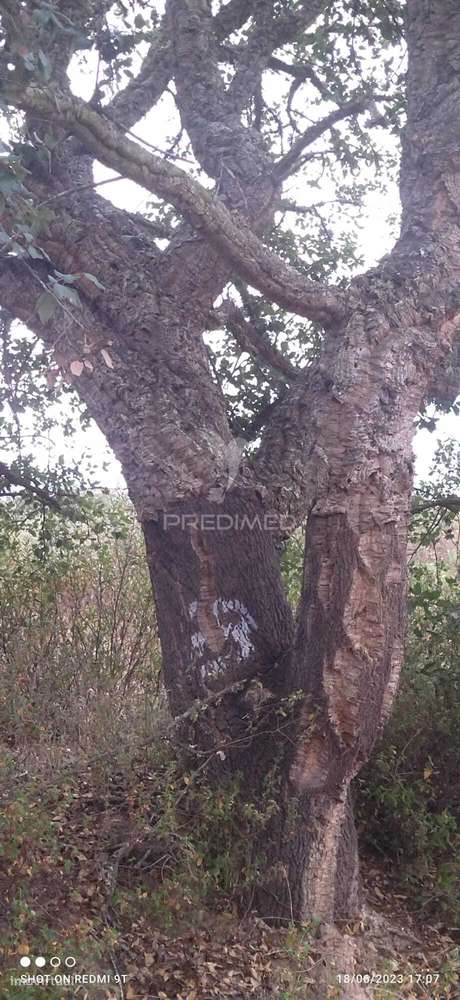 Terreno Rústico "Cerro da Gruta" em Odemira. - Grande imagem: 5/17
