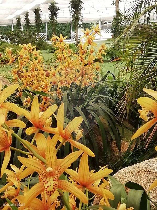 Quinta T3 para venda-18