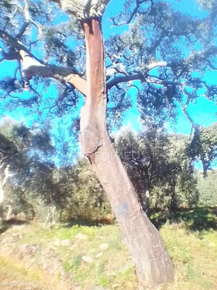 Terreno Rustico em S. Julião - Grande imagem: 4/4