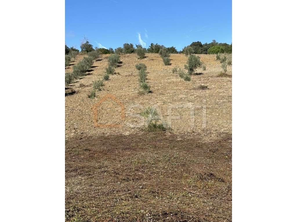 Terreno Rústico Arruda do Pisões - Negociável - Grande imagem: 2/4