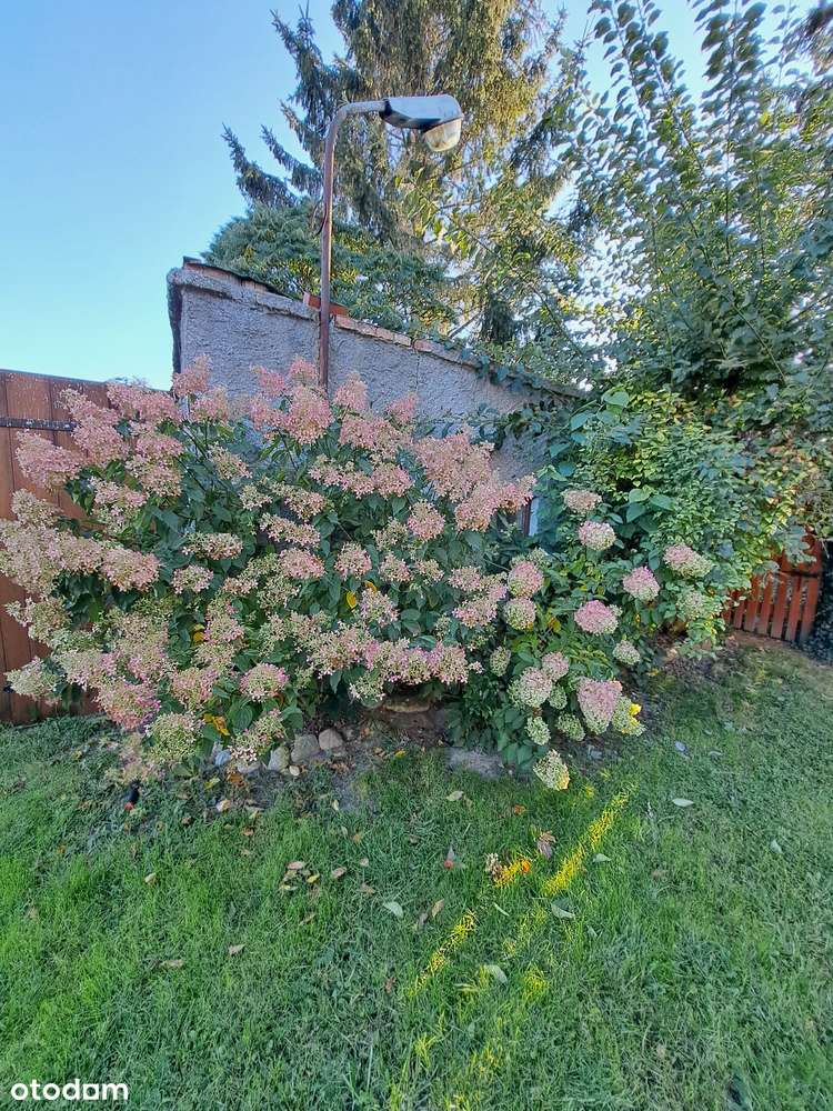 Dom, duża działka, stajnia-7