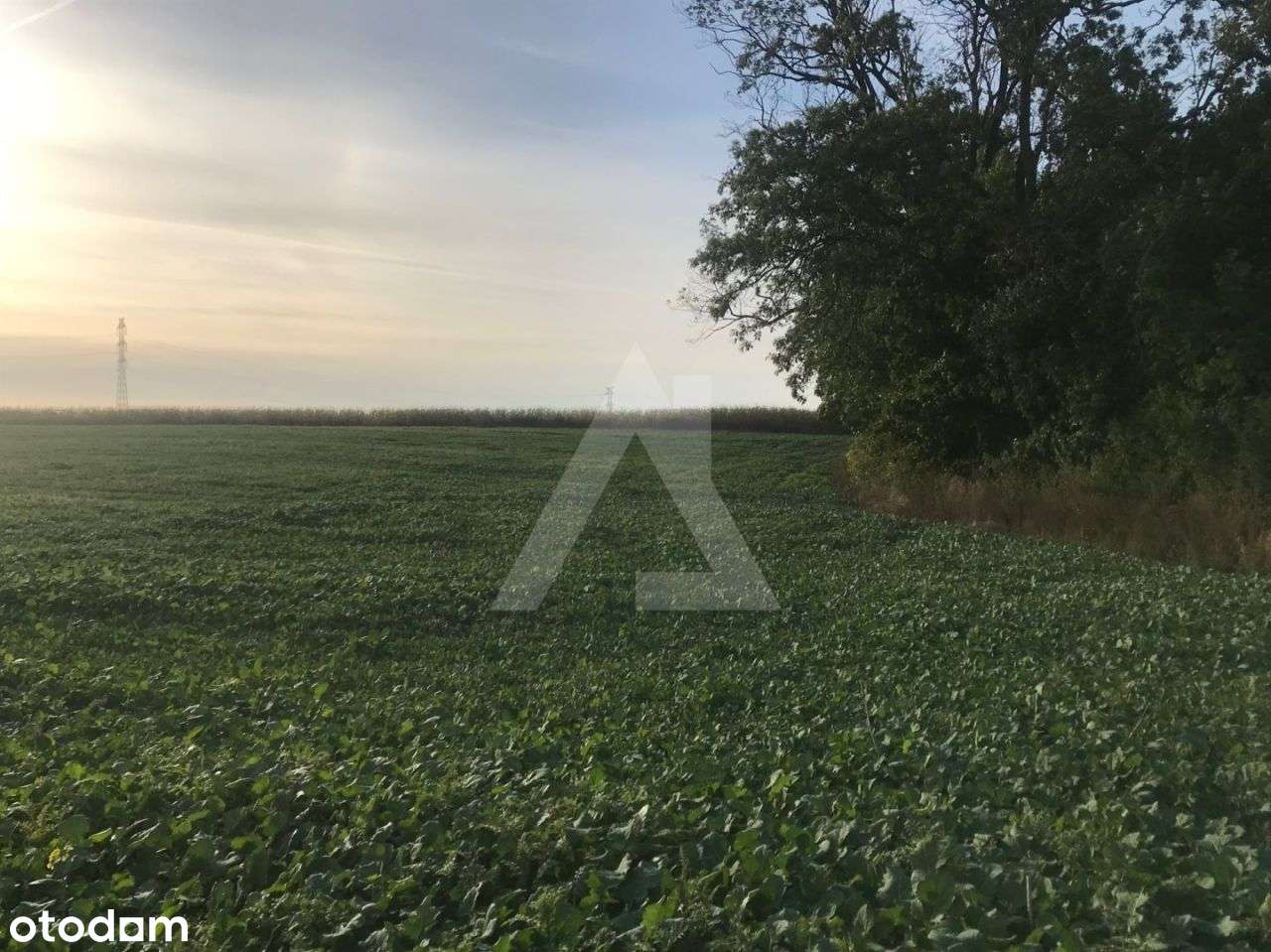 Na sprzedaż działka 4.125 mkw Wałdowo Królewskie - Pełny obrazek: 5/7