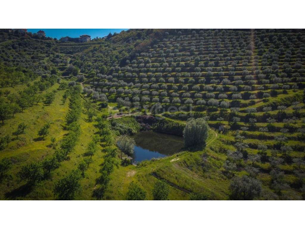 Magnifico terreno agricola com olival e amendoal na região do Douro... - Grande imagem: 5/12
