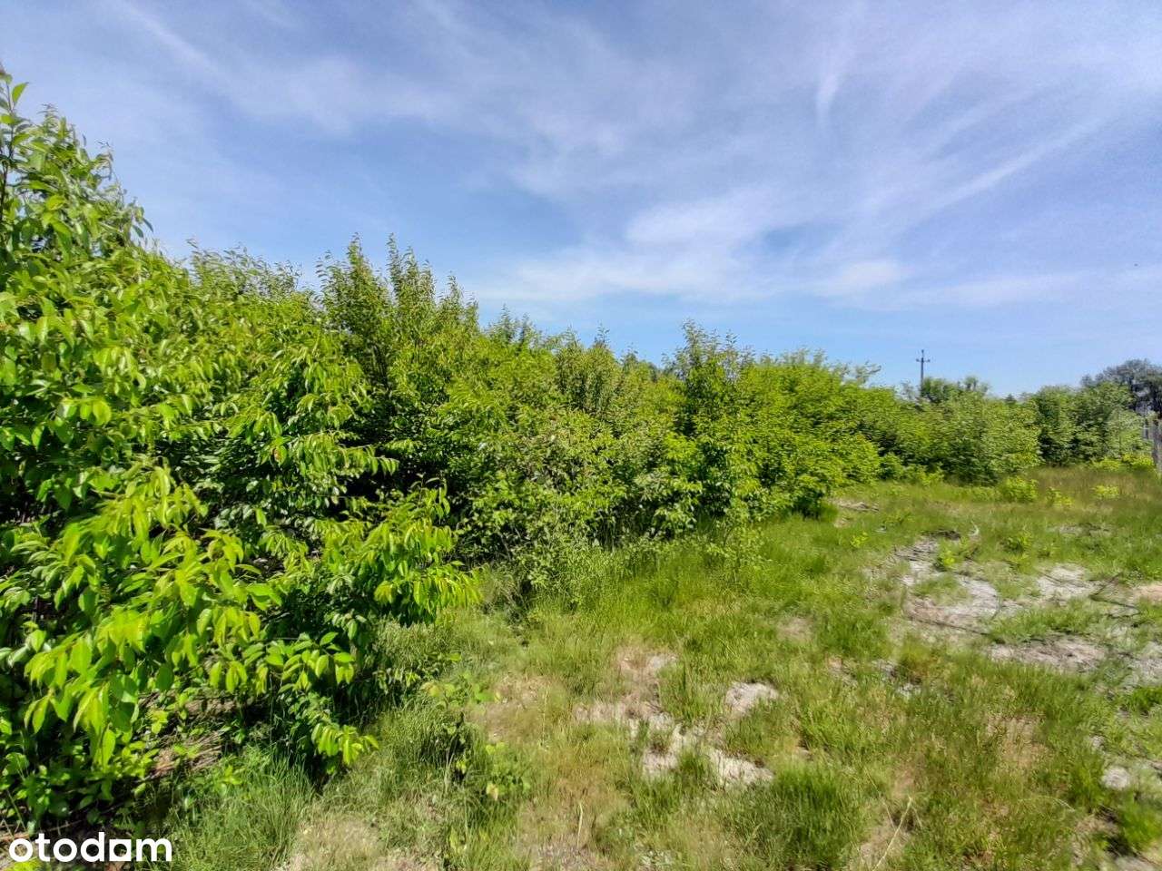 Sprzedam dużą działkę w Żarkach - 18,5a !!!-5