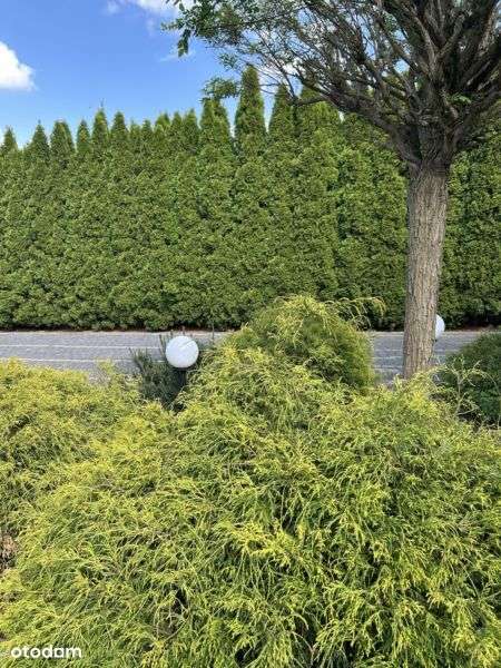 Super Oferta Cena Promocyjna !!!!-10