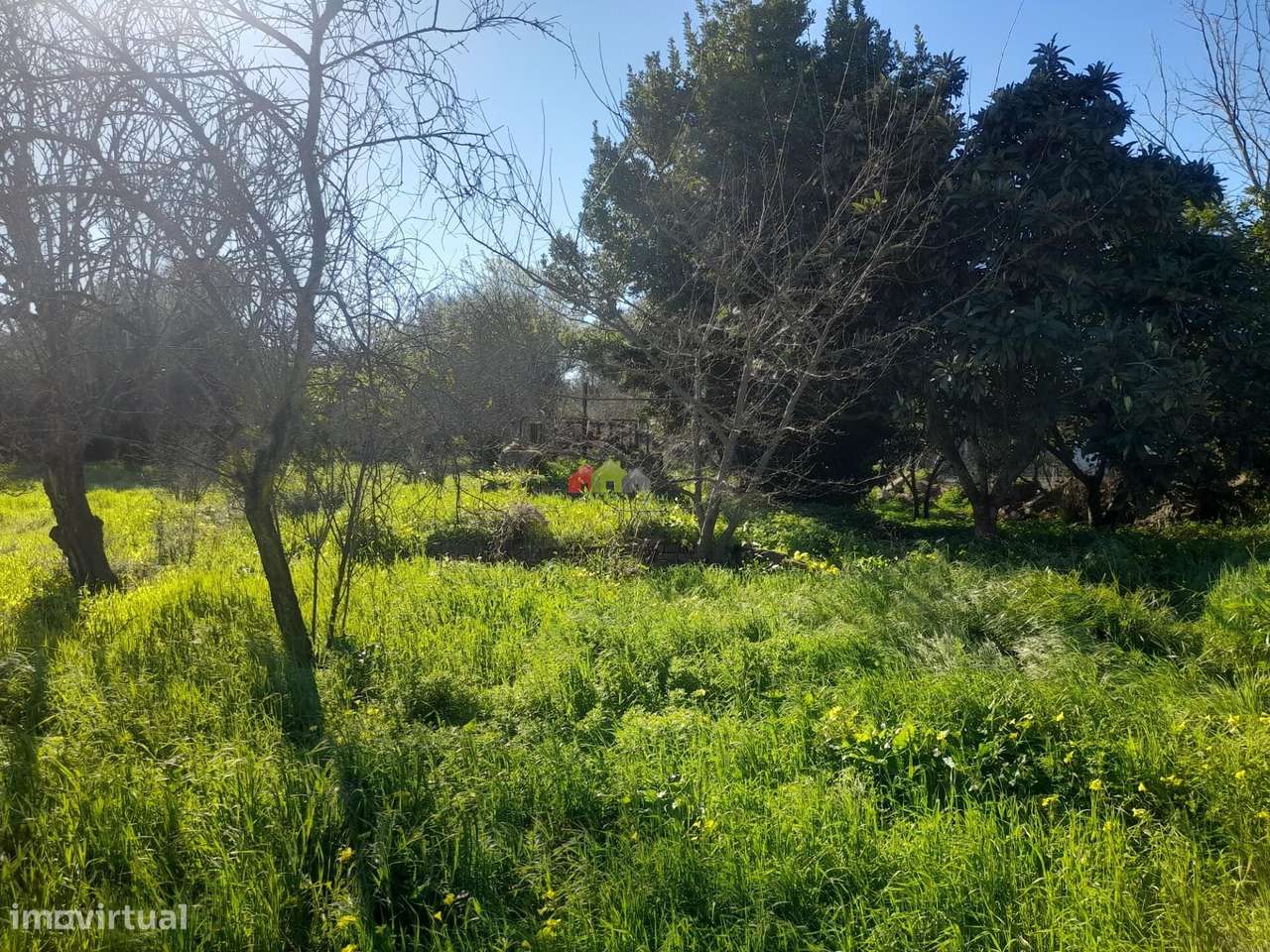 Qta Pedrogão com viabilidade de construção habitação-8