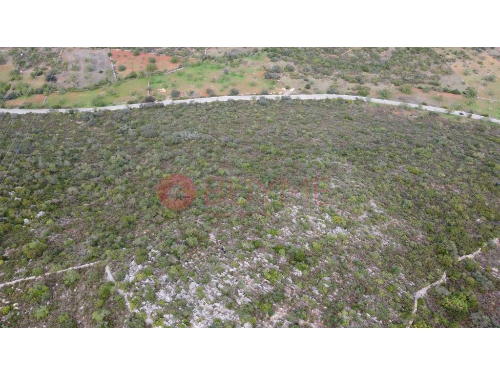 Terreno Rústico com Oliveiras e Alfarrobeiras em S. Brás de Alportel - Grande imagem: 3/7