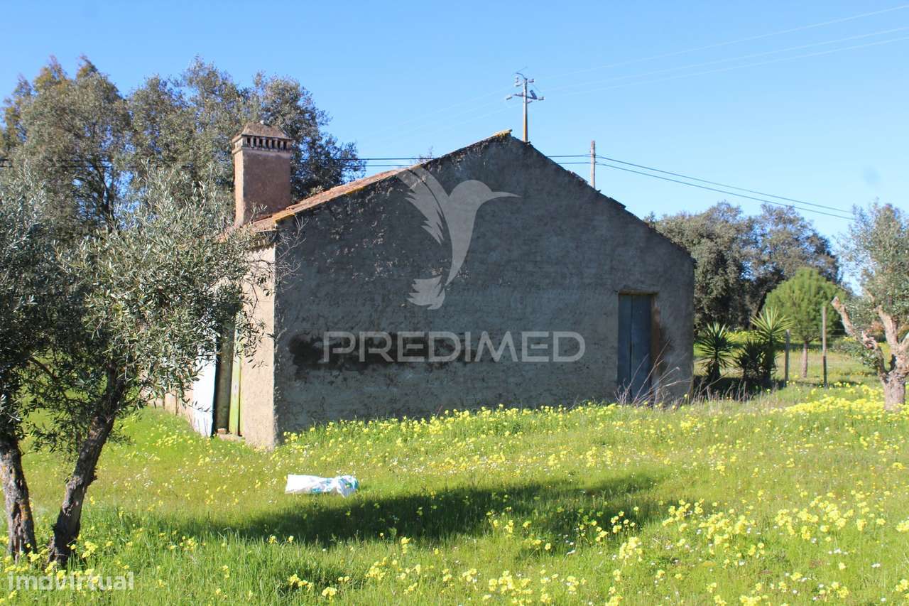 Terreno com casa e Olival - Grande imagem: 3/25