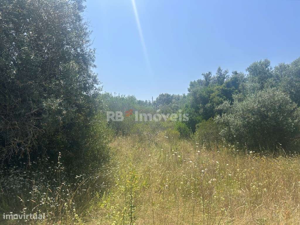 Terreno Rústico com PDM Urbano - Casal da Estrada, Torres Novas - Grande imagem: 5/15