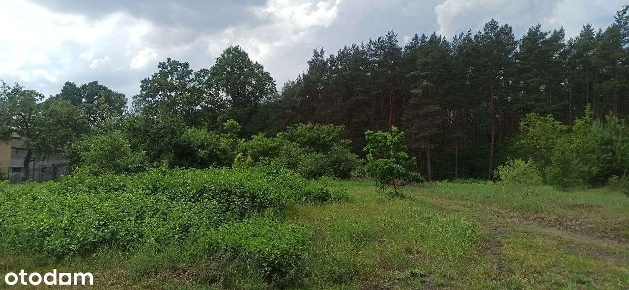 Toruń - dwie działki po ok 1250m2 z MPZP !!! - Pełny obrazek: 5/17