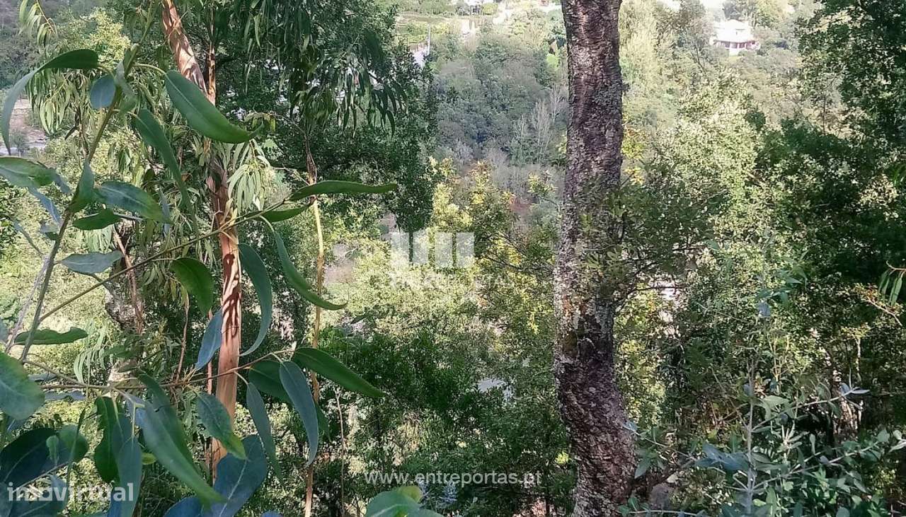 Venda Terreno com frente Rio Douro, Espadanedo, Cinfães - Grande imagem: 4/34