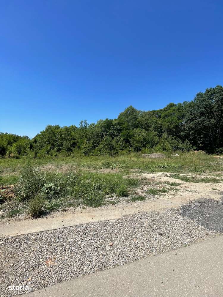 Ordoreanu, Clinceni, Padure-1