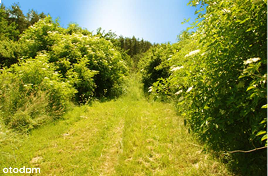 *Sulistrowice* Działka budowlana * Starodrzew * Media * - Pełny obrazek: 5/8