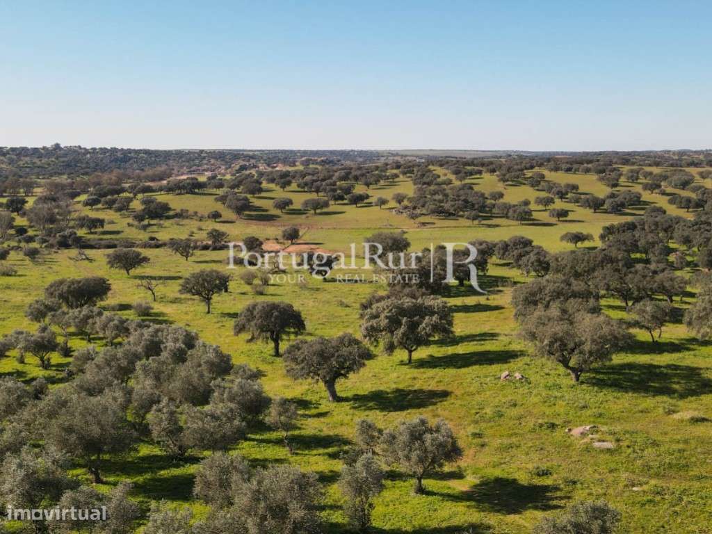 Herdade de 18 hectares perto de Estremoz-10