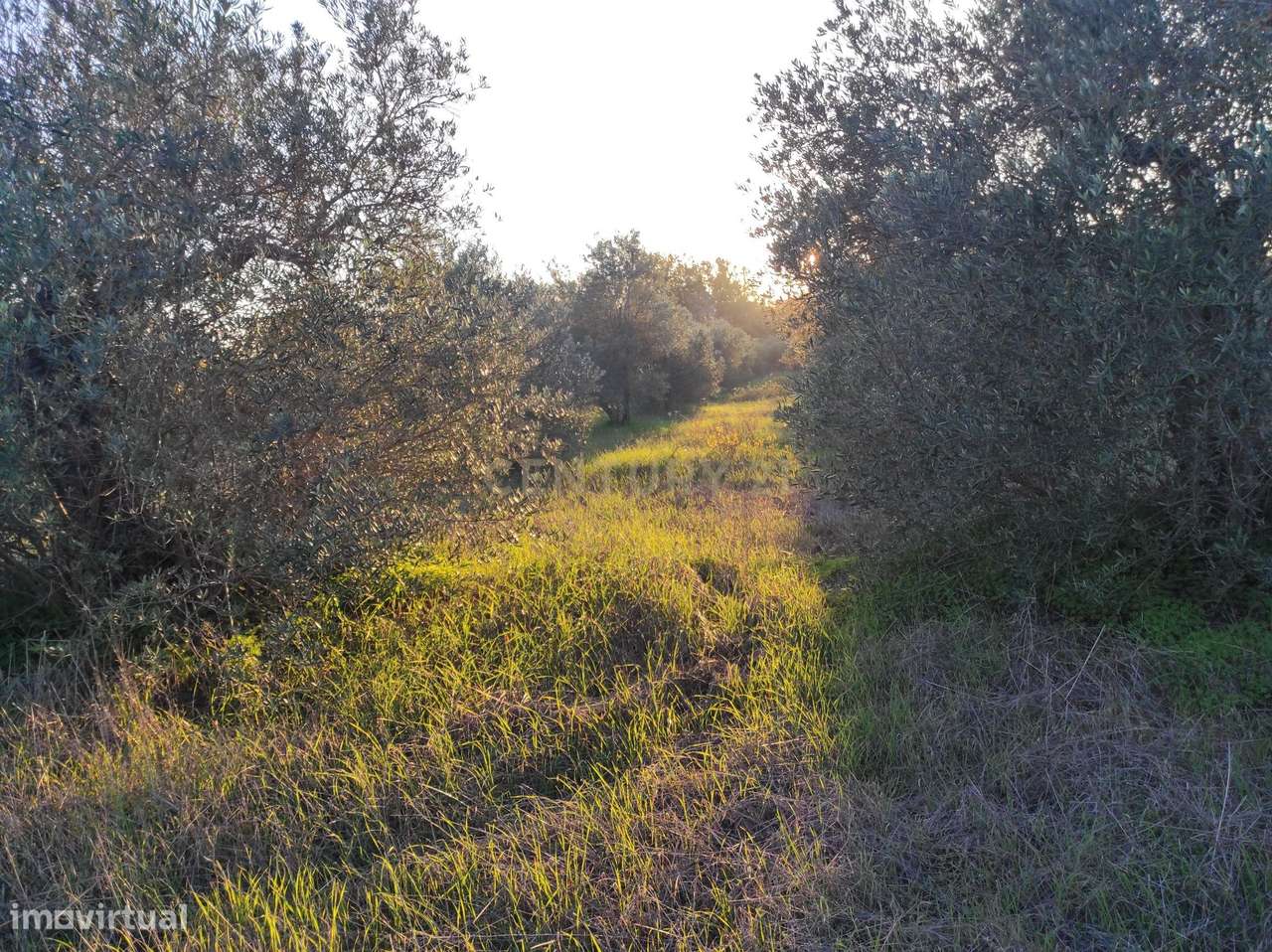 Terreno na Godinha- Campo Maior - Grande imagem: 4/5