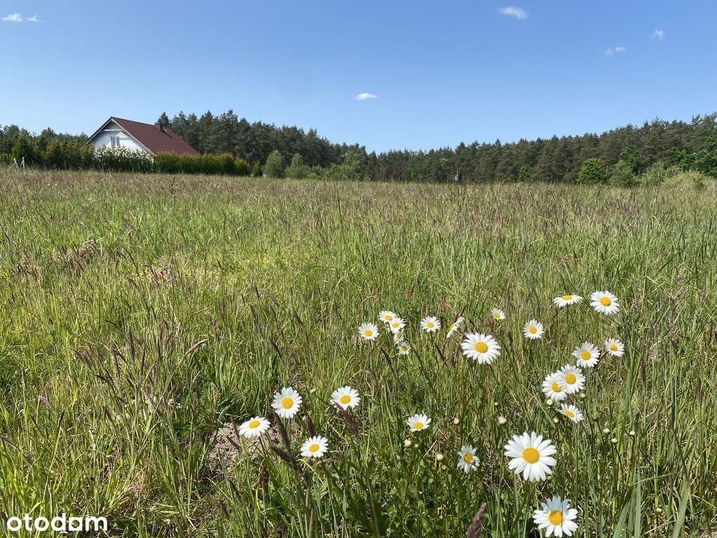 Działka na sprzedaż Przybiernów tuż przy lesie.-1