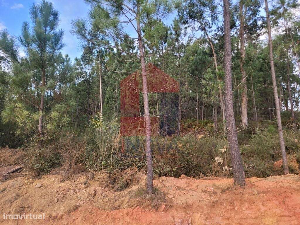 Terreno florestal, Escariz São Martinho - Grande imagem: 4/24