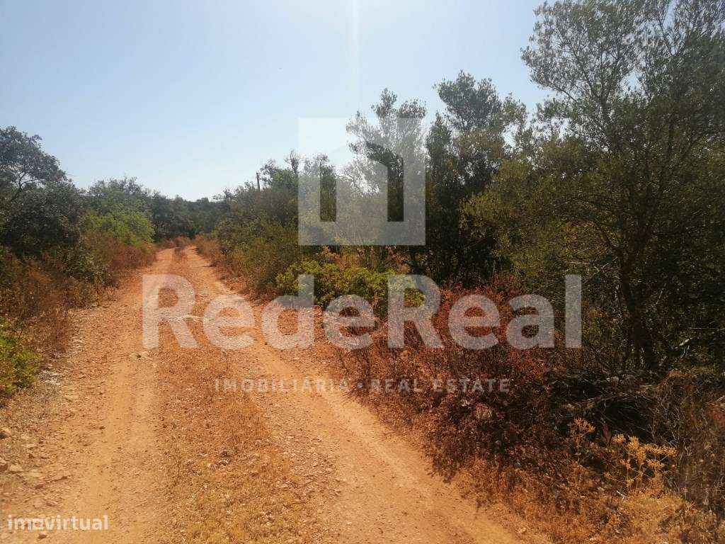 Terreno com bons acessos ideal para agricultura biologica - Grande imagem: 4/10