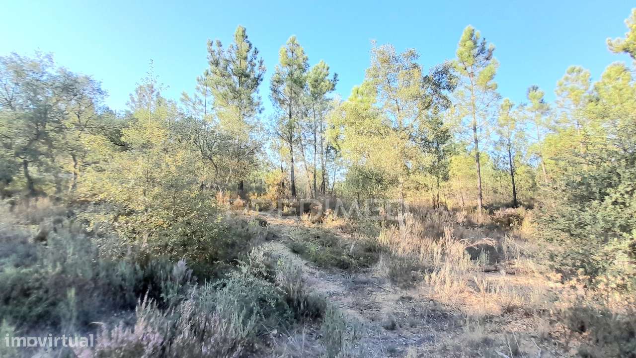 Terreno 3,92 ha Sarzedas - Grande imagem: 5/29