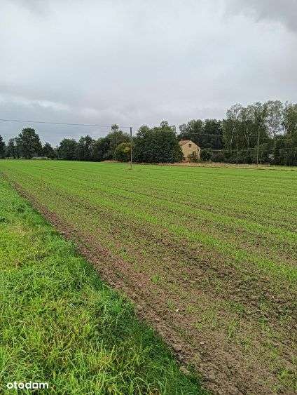 Sprzedam działki budowlane Czarnogłów gm.Dobre-13